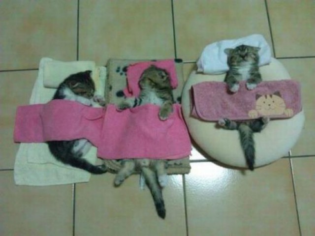 Коты и Кошки