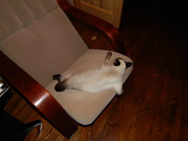 Котовторник 04.07.17