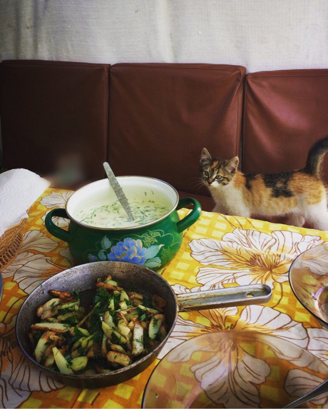 Коты и Кошки