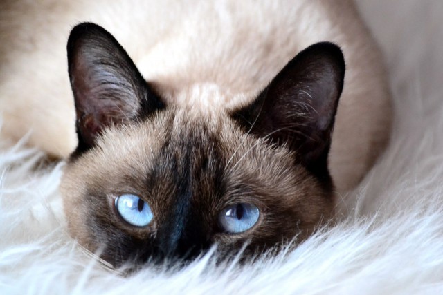 Коты и Кошки
