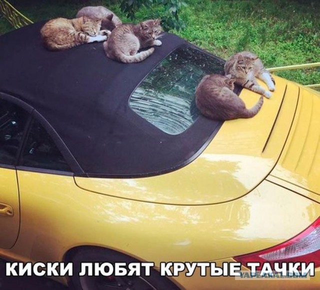 Подборка интересных и веселых картинок