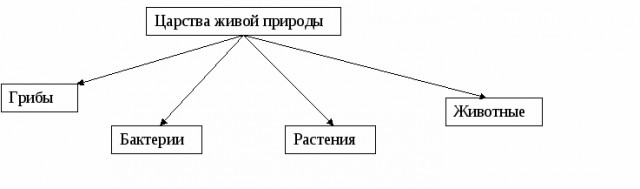 Необычные животные, о существовании которых вы могли не знать
