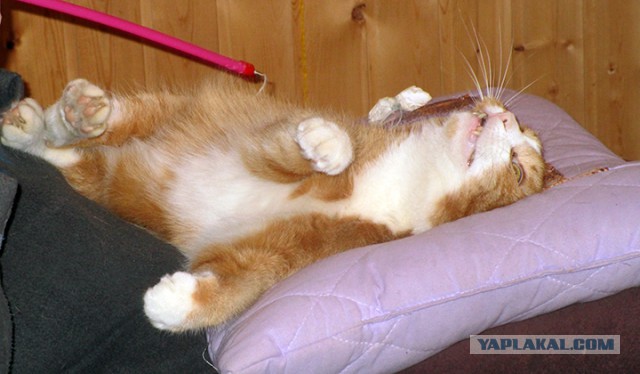 Котовторник 13.03.2018