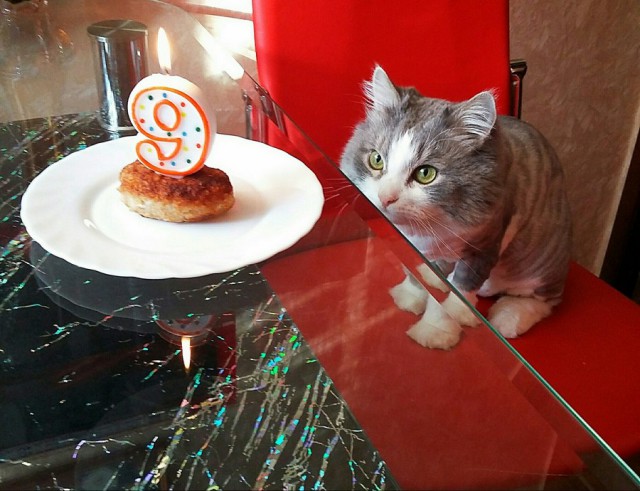 Прикольных котов пост