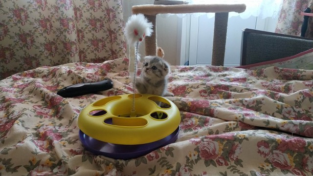 Котовторник  12.06.2018