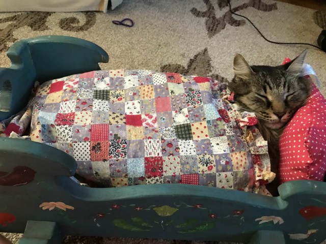 Прикольных котов пост