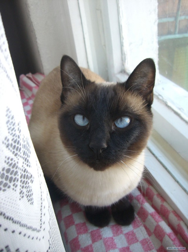 Котовторник уже сегодня!