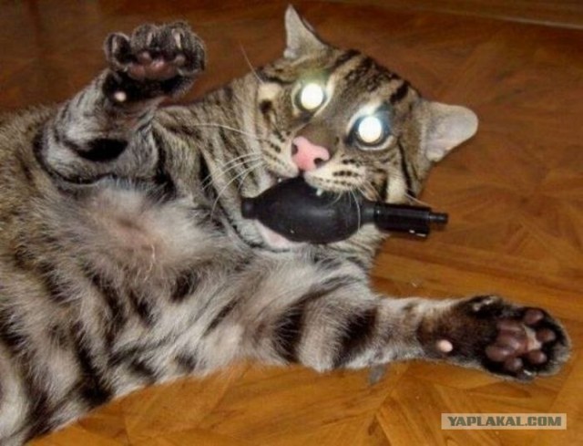 Котовторник объявляется открытым!