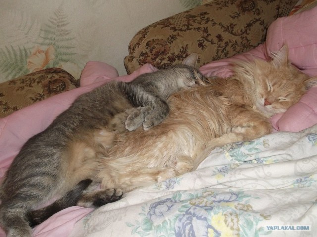 Котовторник (10.01.2012)