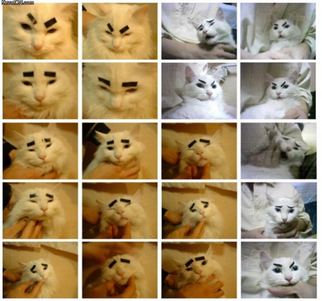 Котовторник (31.01.2012)