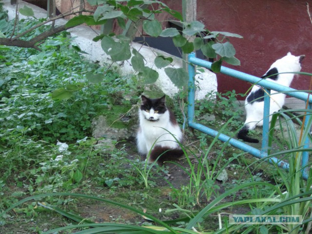 Коты и кошки, которые идеально смотрятся вместе