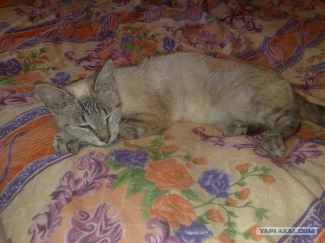 Котовторник 1 мая 2012