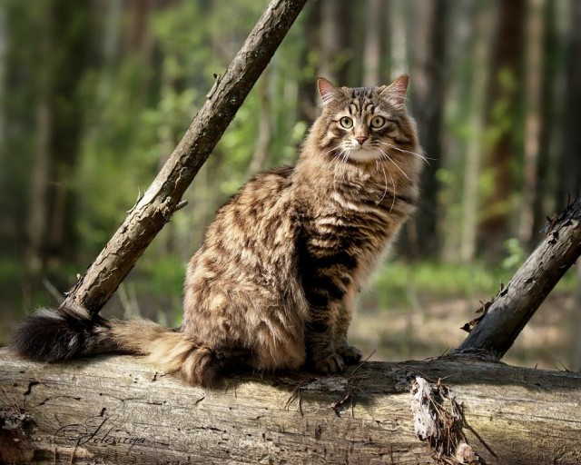 Котовторник 8 мая 2012