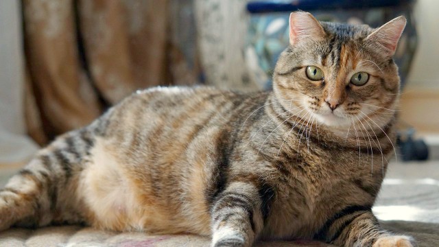 Прикольных котов пост