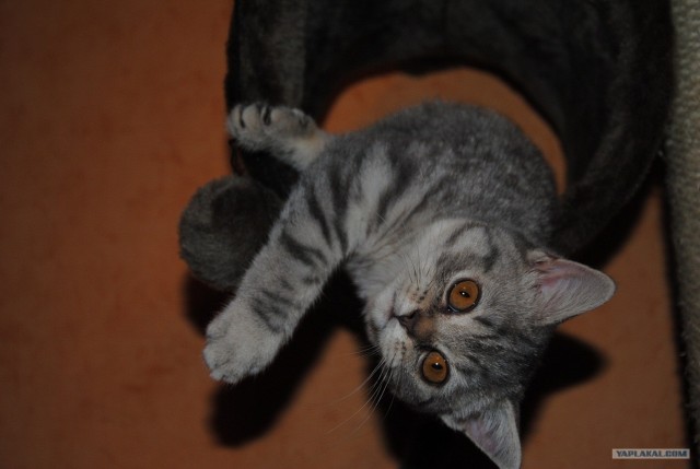 Котовторник  12. 06. 2012
