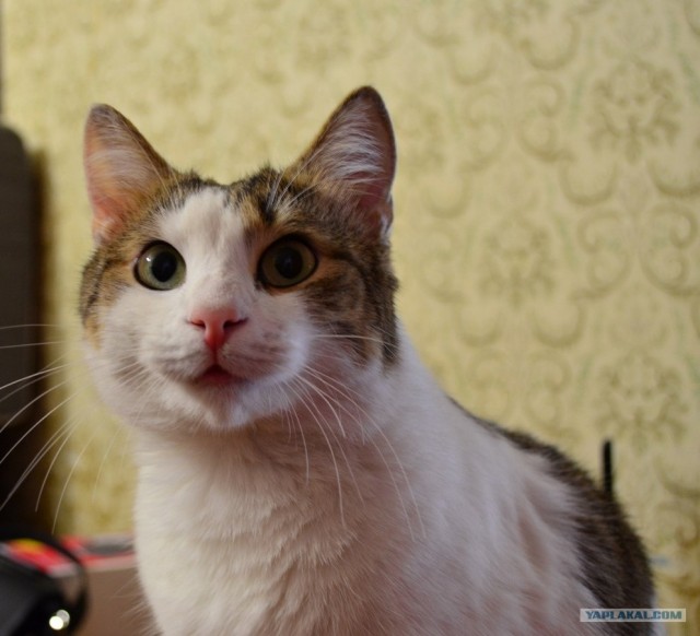 Котовторник  16.10.12