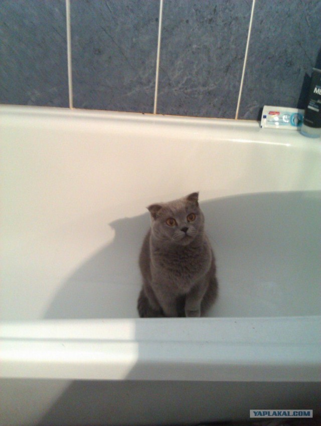 Котовторник 30.10.2012