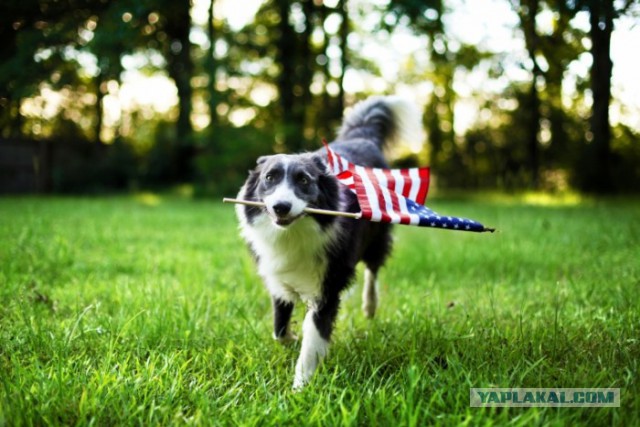 Панин переезжает в США