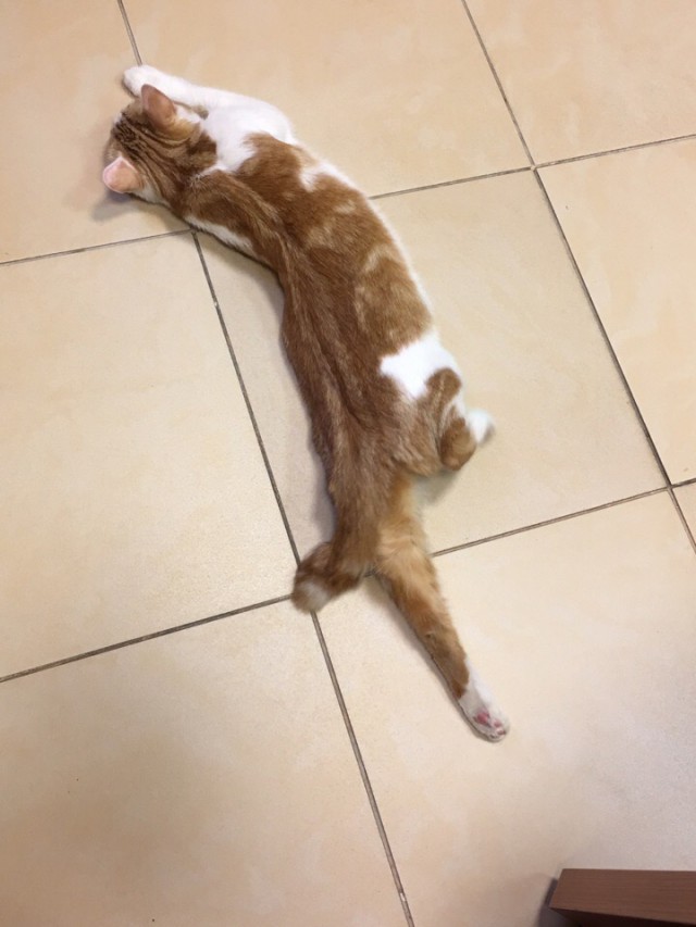 Забавные фото котеек
