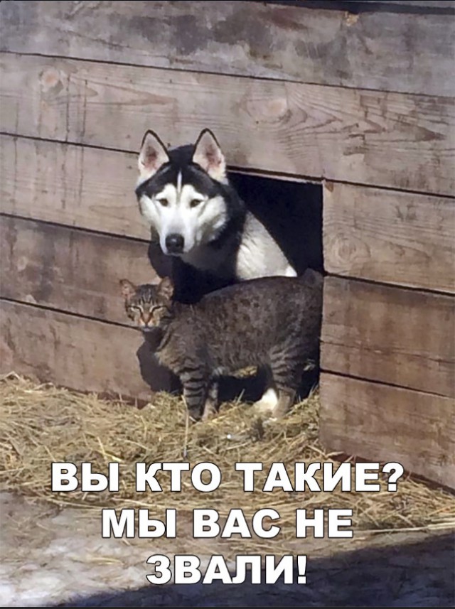 Нестандартный юмор