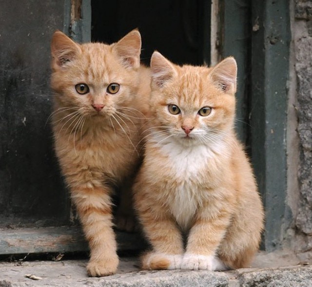 Забавные фото котеек