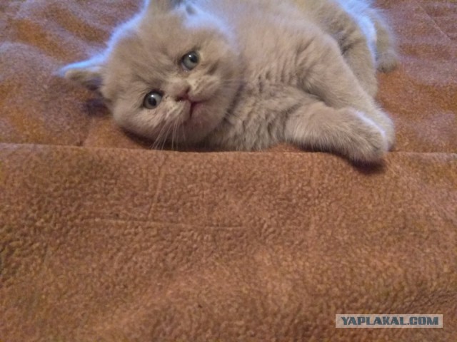 Котан, больше котанов!