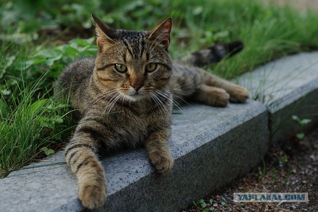 Картинки с котами и про котов