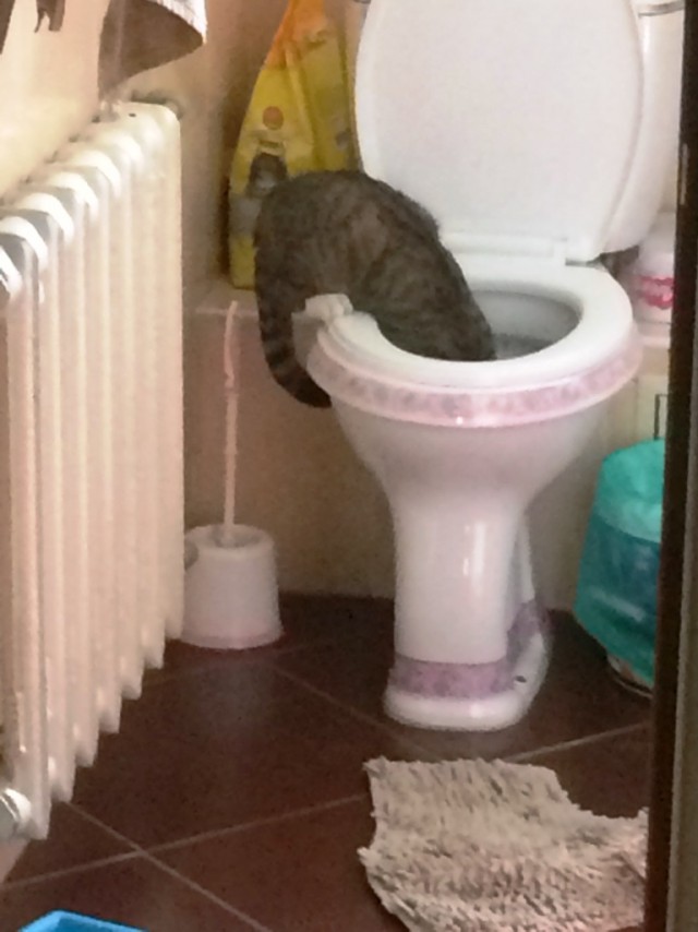 Найди кота!