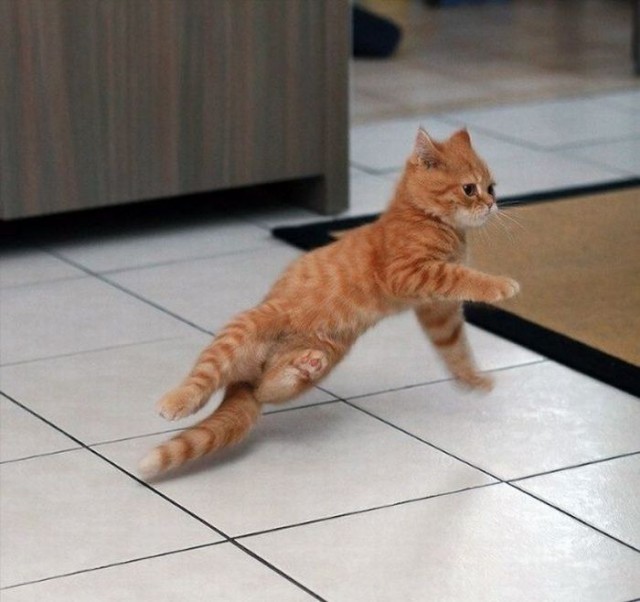 Смешные коты