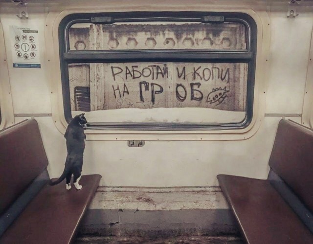 Глазки отдохните: подборка живности всякой