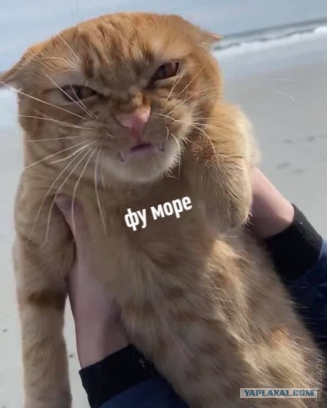 Котики