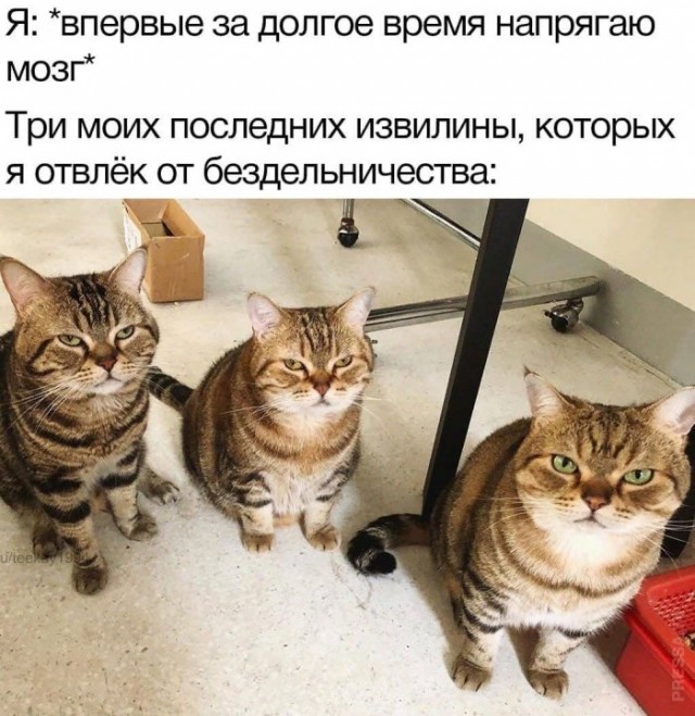 Картинки и мемы для настроения 012