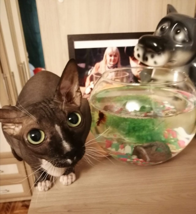 Котовторник. Добавляйте своих