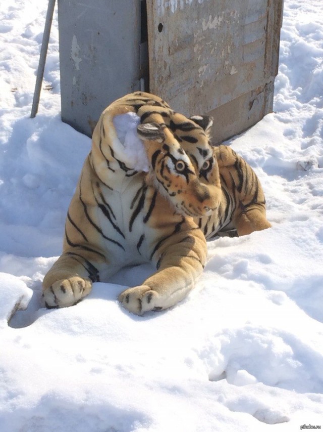 Обычный день на Дальнем Востоке