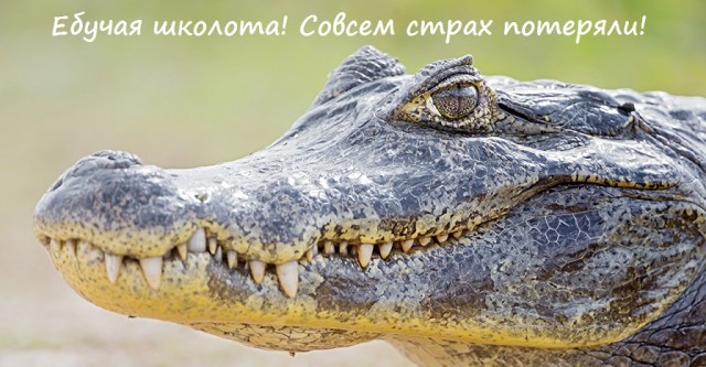 Зебрёныш просто шёл вперёд и думал о своём