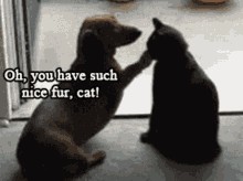 Эй! Ну поиграй со мной, а? Поиграй!