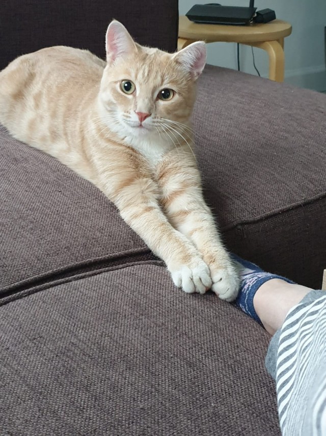 Кот Василий