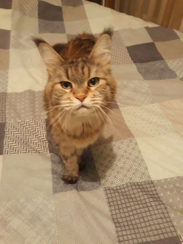Новая хозяйка (к котовторнику)