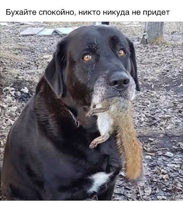 Картинки и мемы для настроения