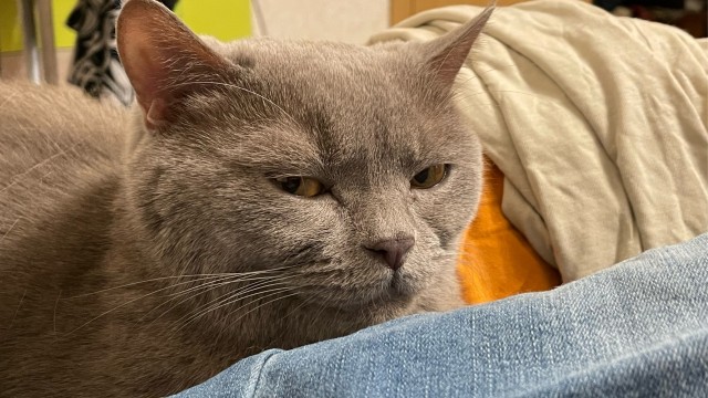 Котовторник 25.01.22