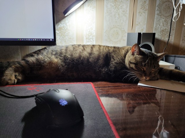 Котовторник. Февраль
