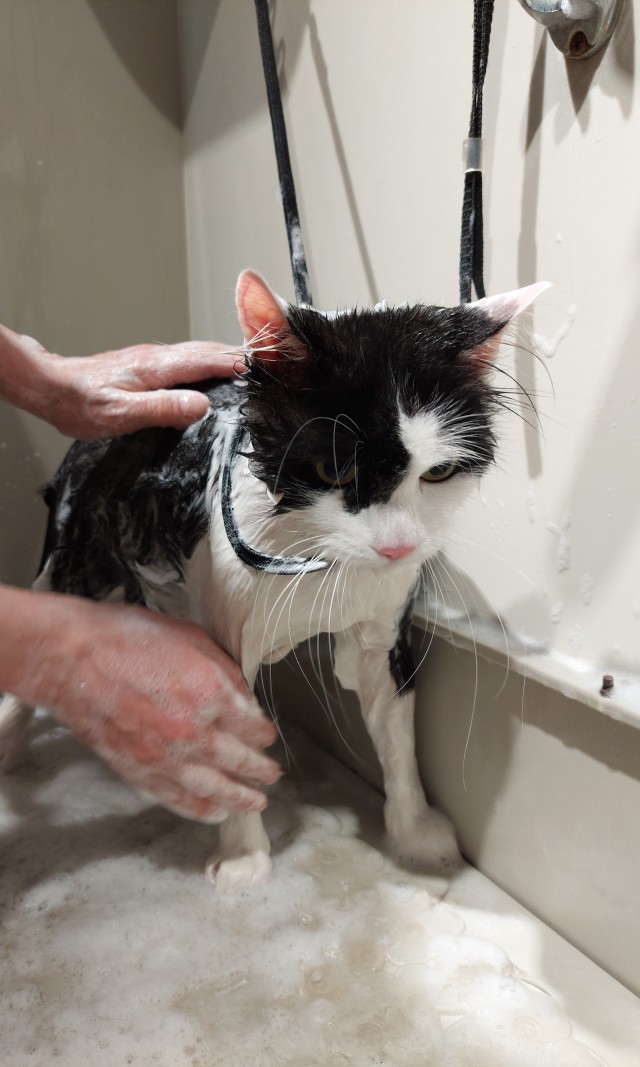 Мыть кота