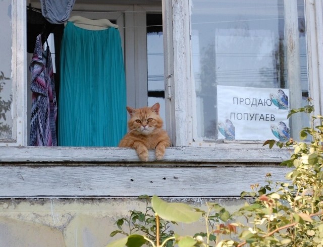 В Крыму кот собрал и продает смородинов