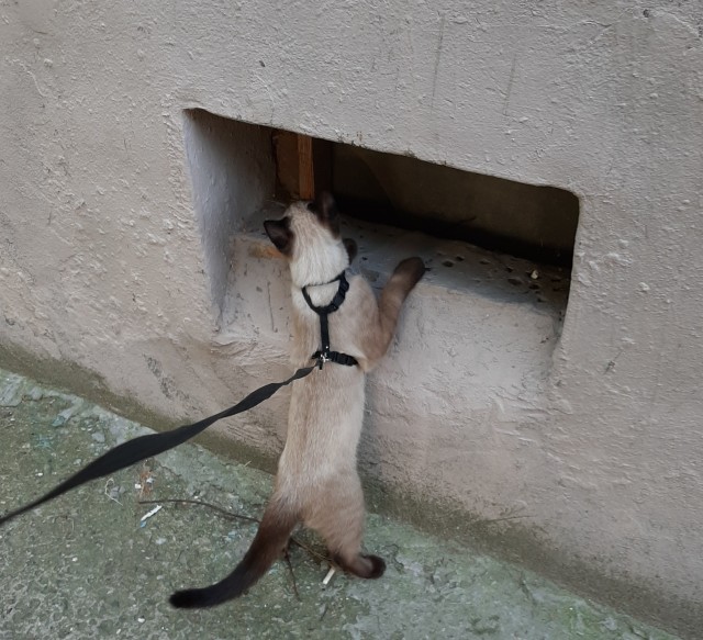 Смириться с котом