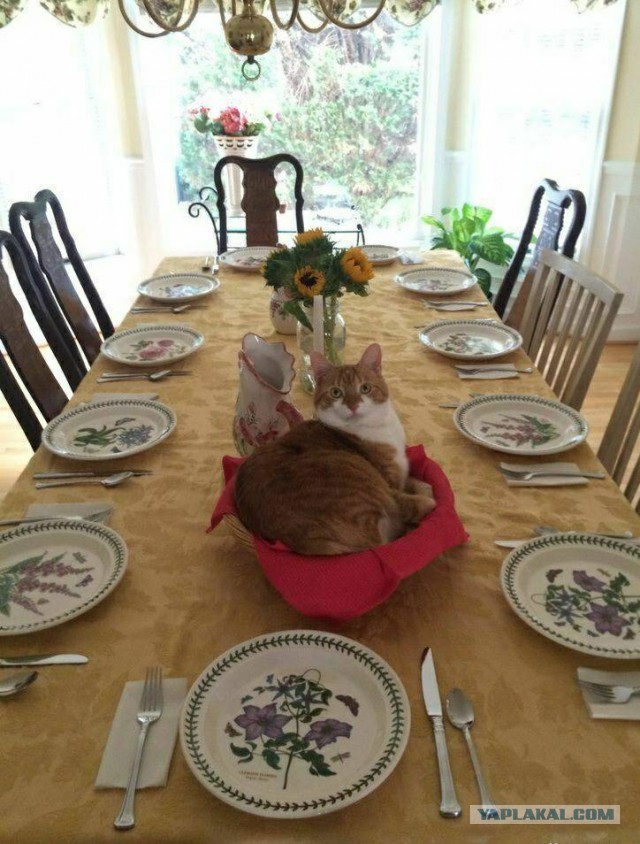 Прогнать кота невозможно