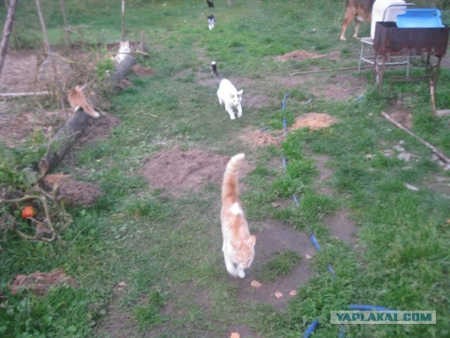 Жизнь домашнего приюта для котеек 417