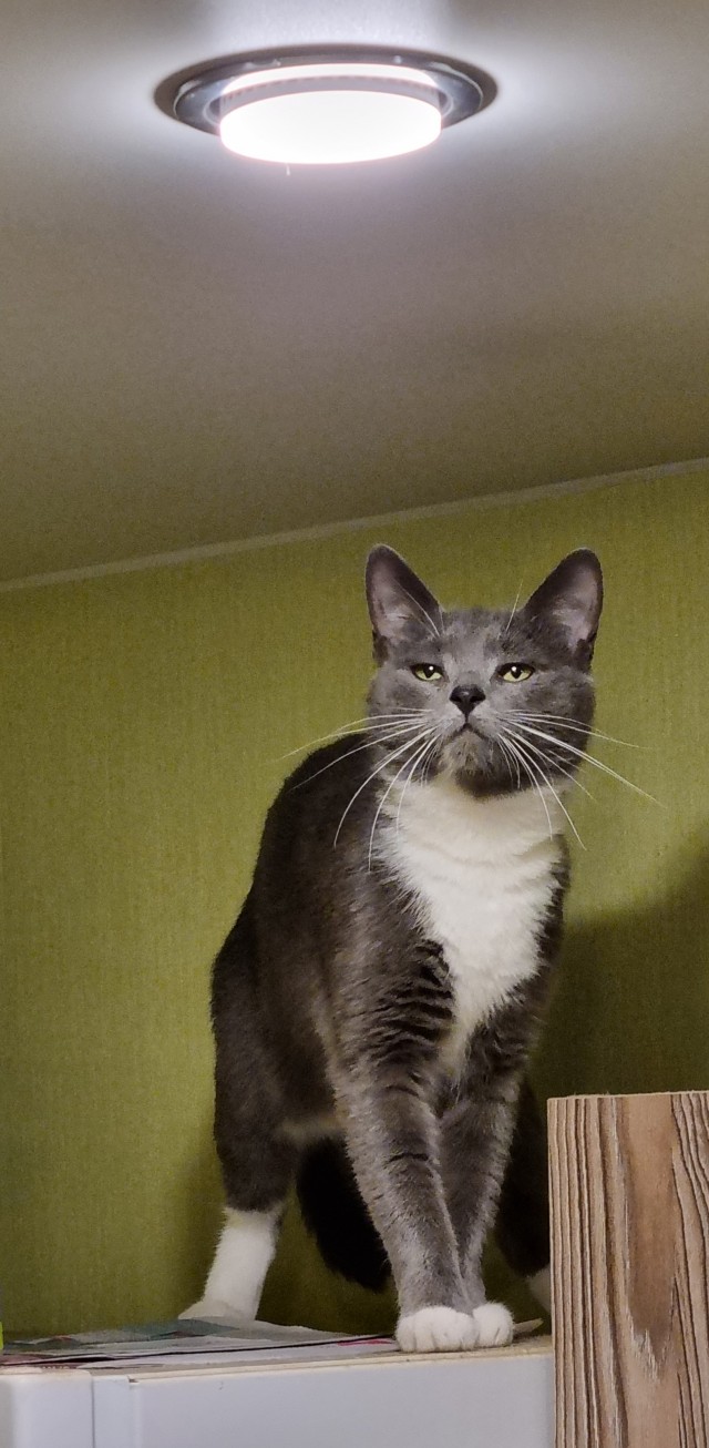 Котовторник 1.11.22