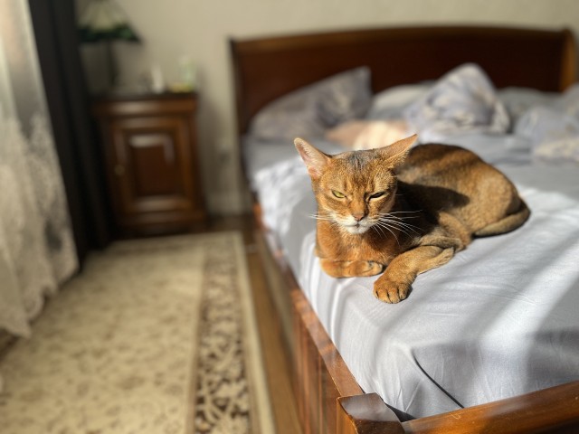 Дерзкий кот