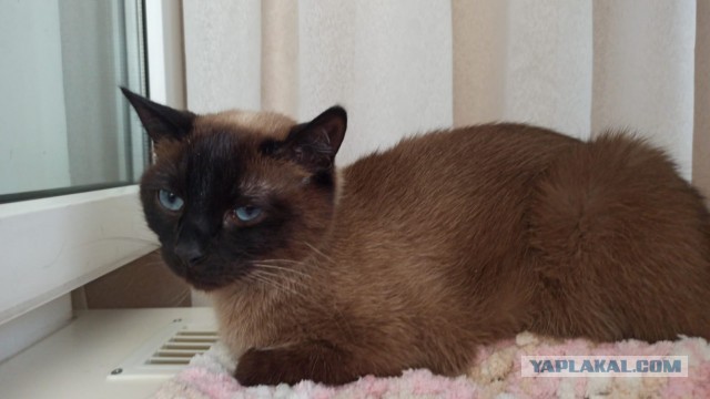 Котовторник 17.01.23