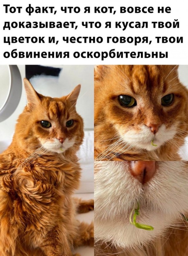 Картинки и мемы, всем хороших выходных